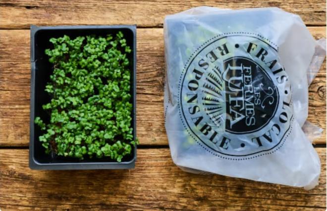 Les Fermes Lufa - Broccoli microgreens - 50 g - Product